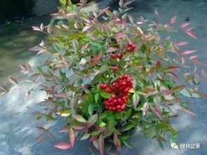 先堪图， 再动手