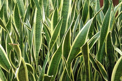 三、如何正确使用多菌灵