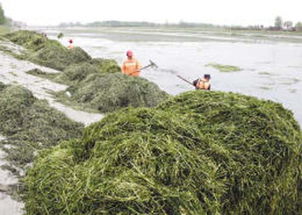 河道里用除草剂，环保问题大啦！