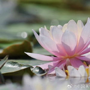 四季花开：睡莲的秘密武器