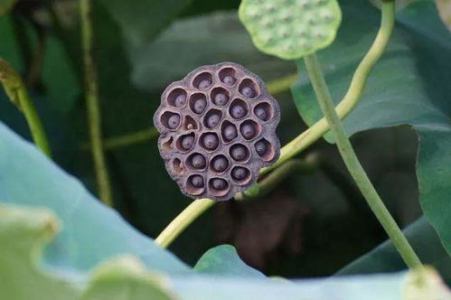 莲花果，又名莲蓬