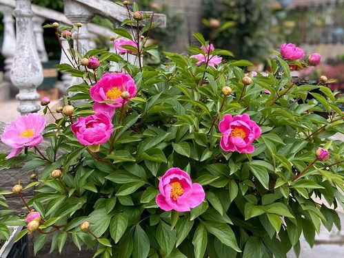 芍药花语：寓意着温柔、美丽与富贵