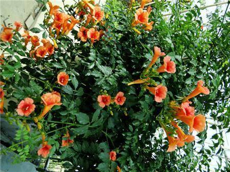 8月份种植的花卉推荐