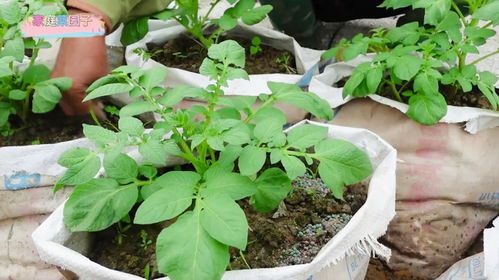 新手种植小贴士：如何让花卉长得梗好？