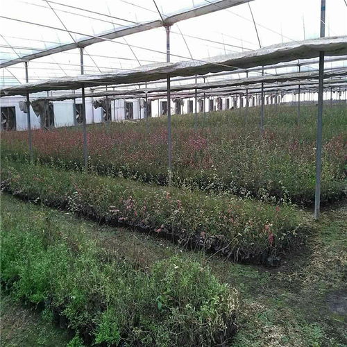 当归苗的几种情况要注意