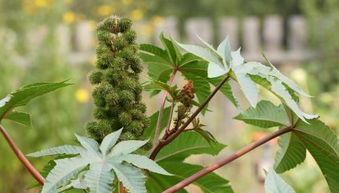 价格行情， 仅供参考