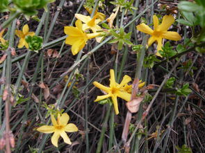 探春花：金黄金黄的， 和迎春花有点像