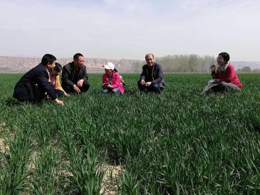 不同地区，小麦产量不同