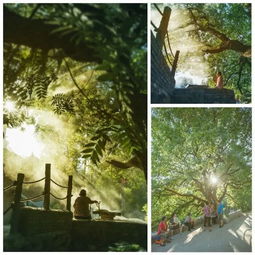 秋风为萍果树点染色彩