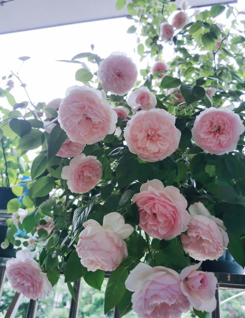 仙女泉月季， 美得让人心动