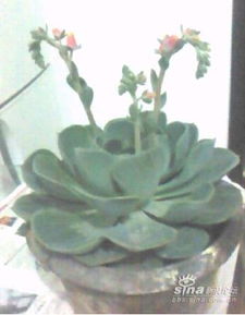 观音莲，在静默中绽放的谜团