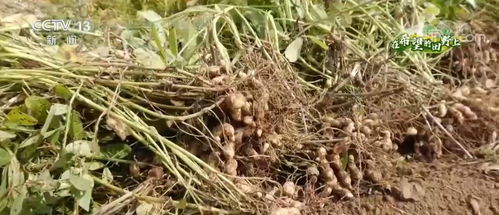 黑豆小垄窄行密植栽培技术：提高产量