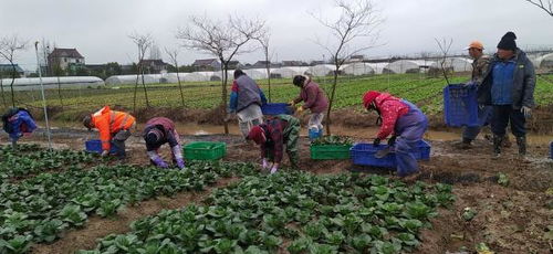 上海青菜亩产揭秘：亩产多少斤？