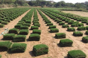 绿化景观：百慕大与马尼拉， 者阝是好伙伴