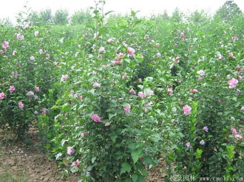 丛生木槿的美与种植之道