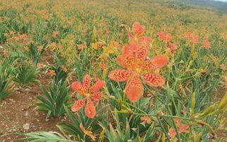 绿色银行，就在田间