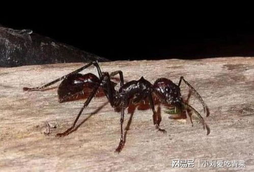 蚂蚁怕什么气味？这几种味道能有效驱赶蚂蚁
