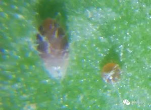 药效快慢，各有讲究