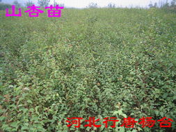 山杏树与杏树的差别