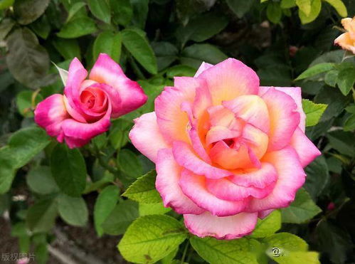 精心养护， 月季花开geng持久