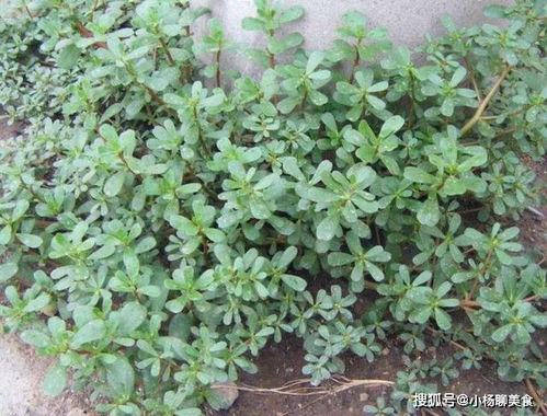 新型除草剂：石莒蒲田的救星