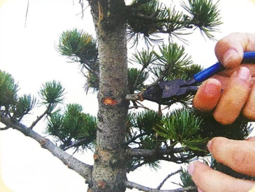 修剪时间，选择对了才有效！