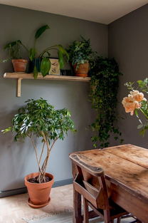 冬日里的绿意盎然——常绿植物的神奇魅力