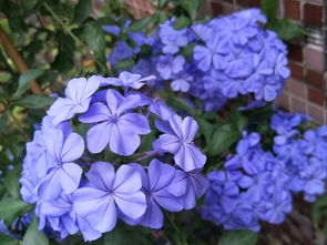 多菌灵的使用方法