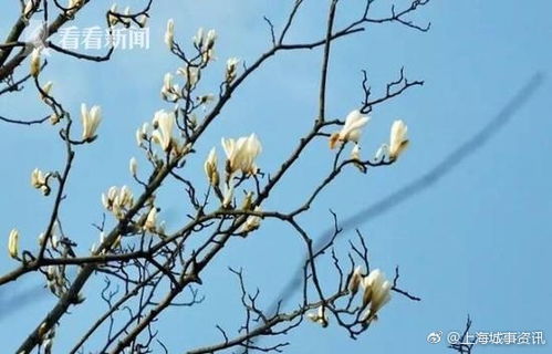 白玉兰树，花香四溢