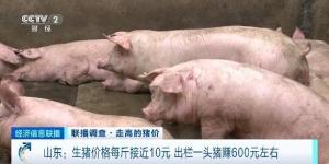 现在毛猪市场价是多少一斤？请问目前生猪价格是多少元每斤？