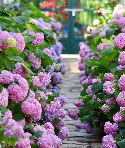 印度夏日：橙色的重瓣花， 温暖又艳丽