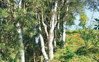 白皮松的美妙与价值