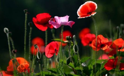 张阿姨的秘诀三招：