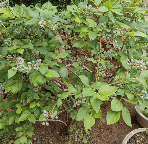 树木底下的秘密花园