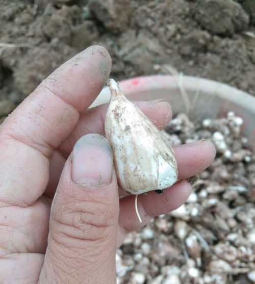 兰花网购后如何正确种植？如何让兰花快速生根发芽