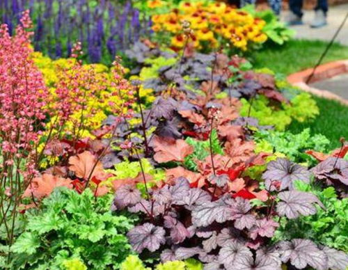 矾根北方种植指南：适合畜牧养殖的南方植物选择