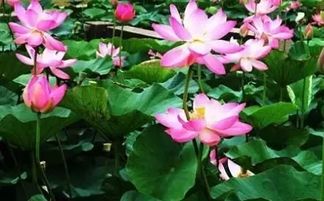 荷花身份大揭秘：藻类还是水生？#花卉科普#