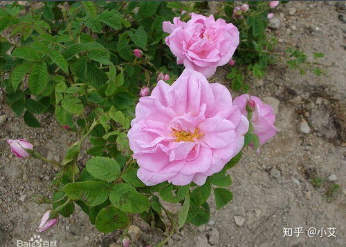 一、 月季：四季开花的花中皇后