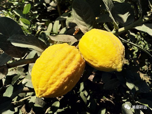 农药的使用：防治病虫害的利器
