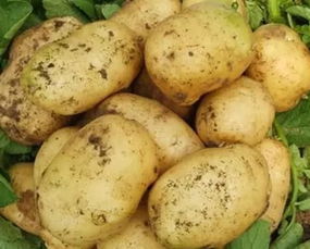 如何确保土豆食用平安？