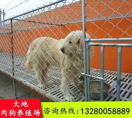 肉狗富含蛋白质、脂肪、维生素和矿物质