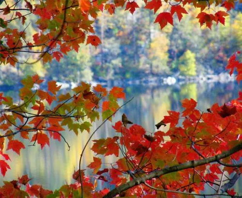 秋天 五彩斑斓的世界