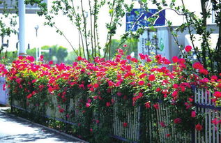 修剪方法， 得讲究点