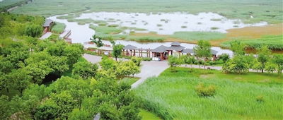 生态造林， 绿色屏障的构建之道