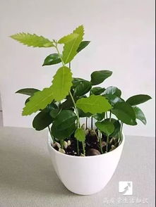 盆栽绿萝吊兰养护指南，了解基础知识和生长环境