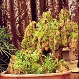 鱼池青苔处理方法及环境调节