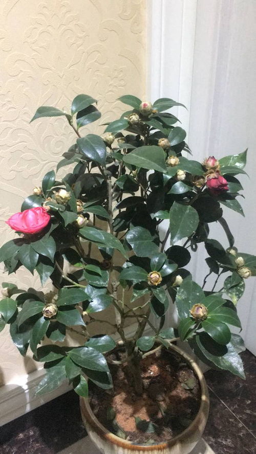 茶花多久浇一次水最合适？避免浇水过多或过少影响生长