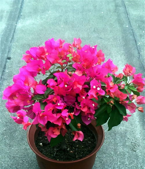 蓝费利菊养殖方法中，有哪些窍门可以确保其开花时颜色鲜艳、花期延长