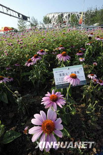 花卉网5月， 初夏的花香四溢