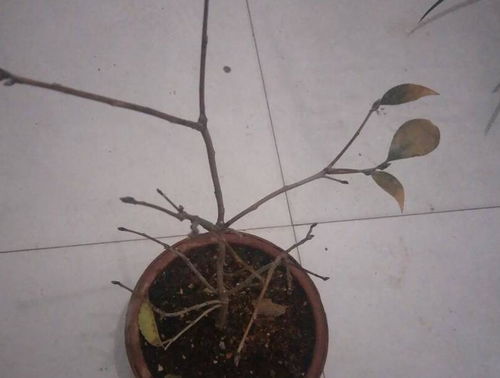 山茶花掉叶子，是土壤问题吗